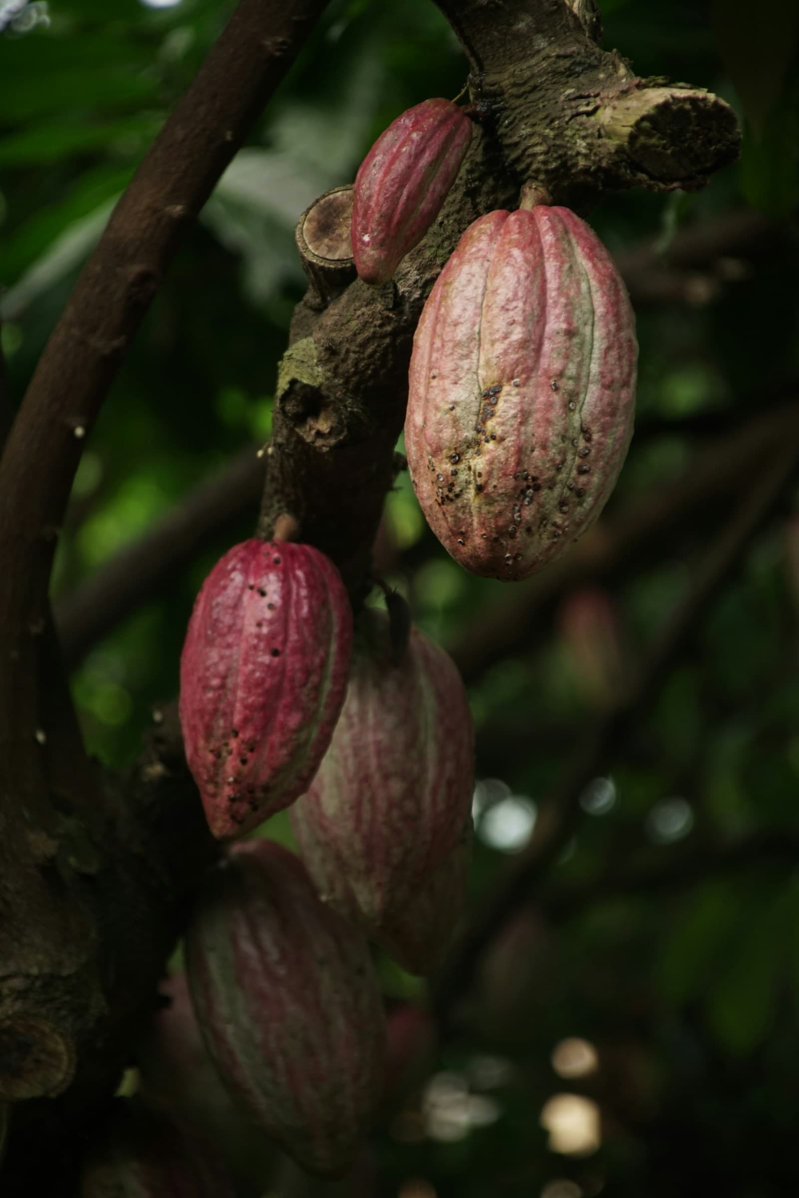 Cacau de São Tomé: Porque É Considerado dos Melhores do Mundo