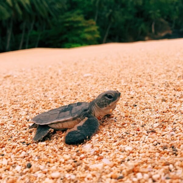 qual-e-o-melhor-mês-para-ir-a-sao-tome-e-principe