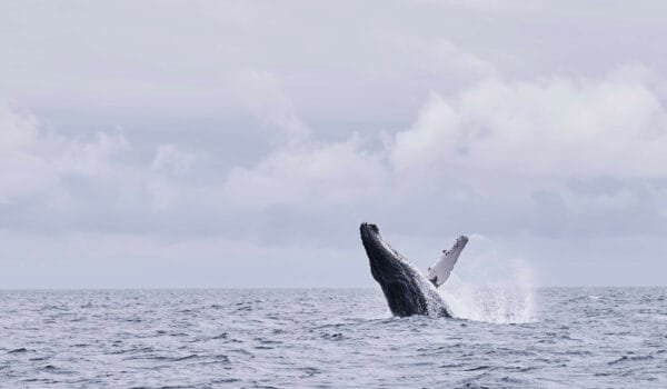 São Tomé em Agosto